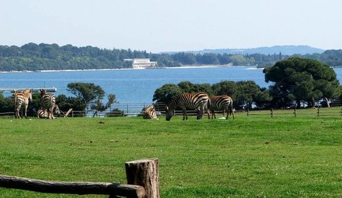 Visit wildlife park on Brioni island Visit wildlife park on Brioni island
