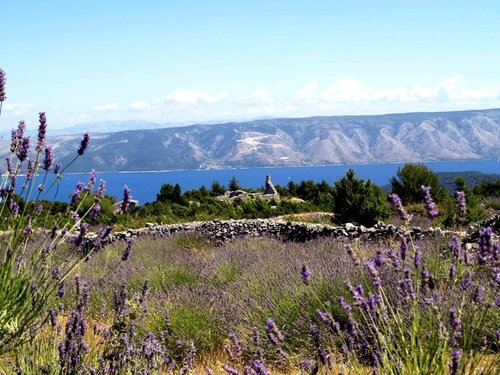 Discover the fields of lavender On the island Hvar Discover the fields of lavender On the island Hvar