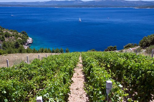 On our route we will visit seaside vineyards and taste local wine On our route we will visit seaside vineyards and taste local wine