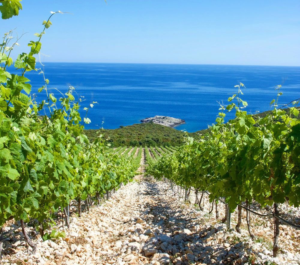 Lumbarda region is the home of the best wines in Croatia